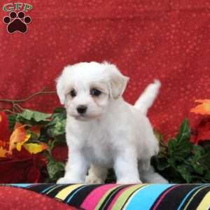 Flamingo, Maltipoo Puppy